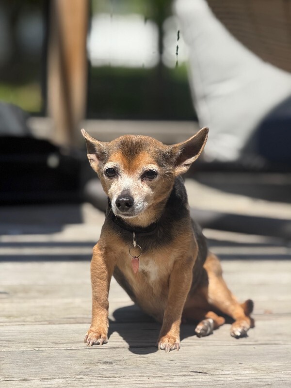 Picture of the Animal Listed